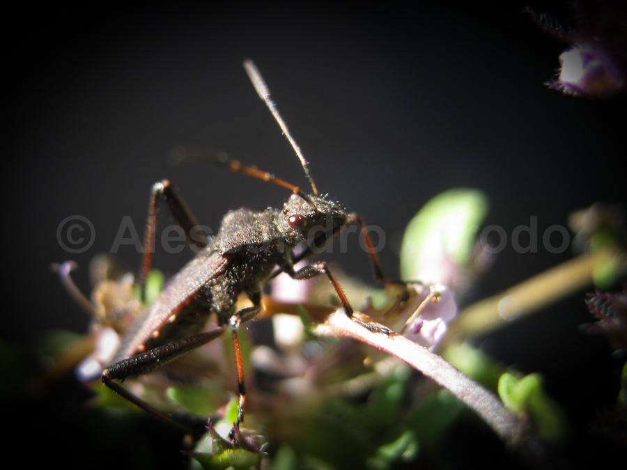Alydidae: Alydus calcaratus, ninfa mirmecomorfa (TO)